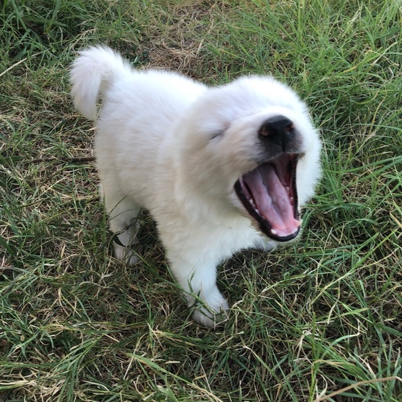 Meet your Posher, Hannah - Picture 2 of 2